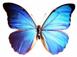 Blue Butterfly